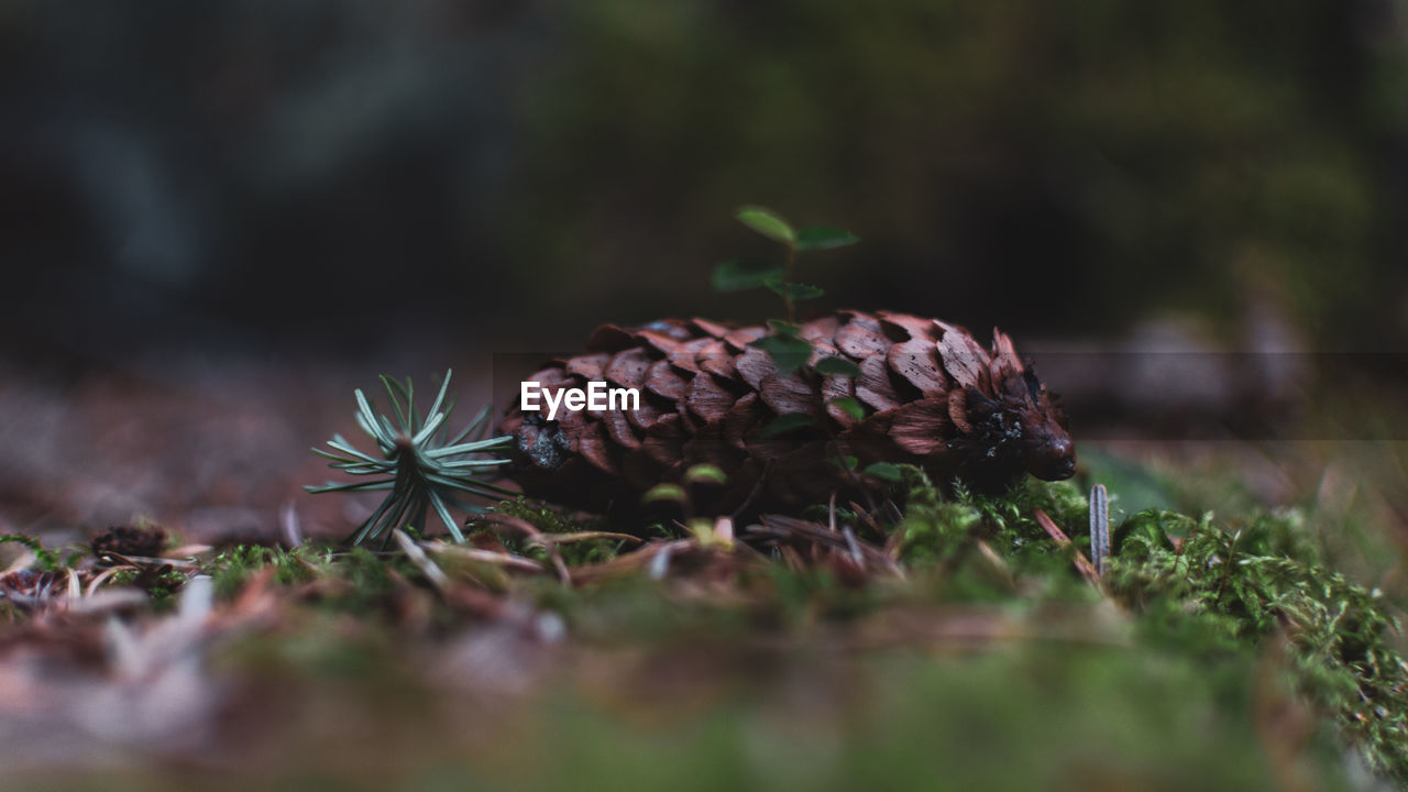 CLOSE-UP OF PINE CONES ON PLANT