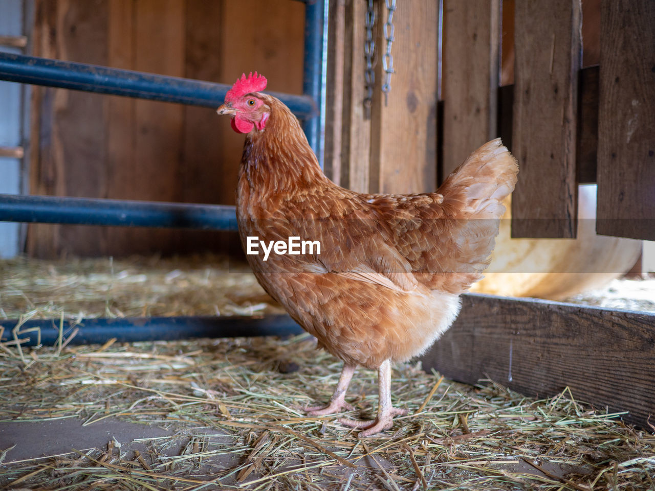 Close-up of a chicken