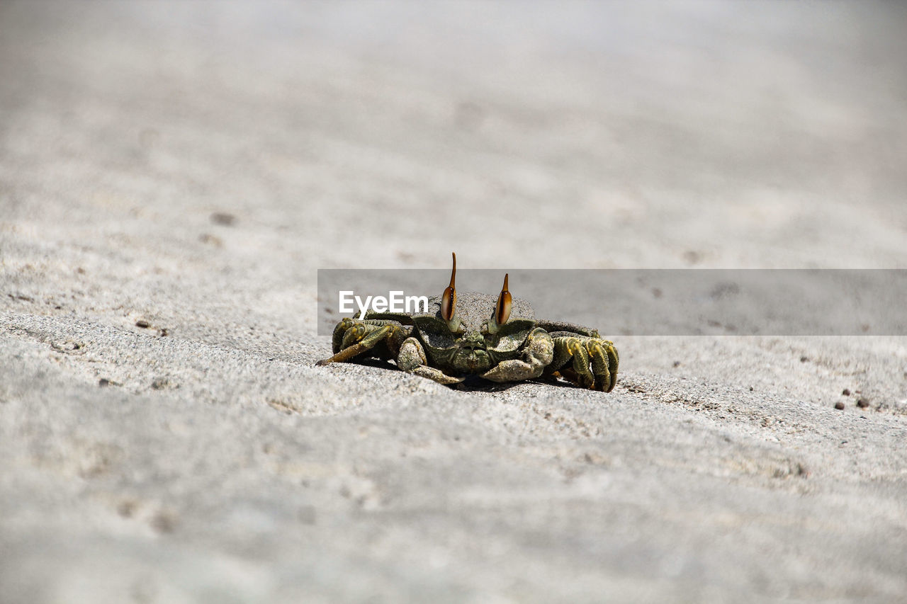Close-up of crab on sand