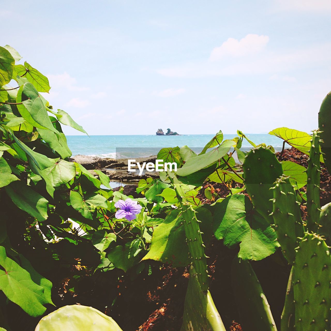 PLANTS GROWING IN SEA AGAINST SKY