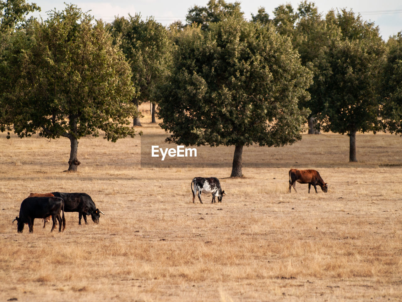 VIEW OF HORSES IN THE FIELD