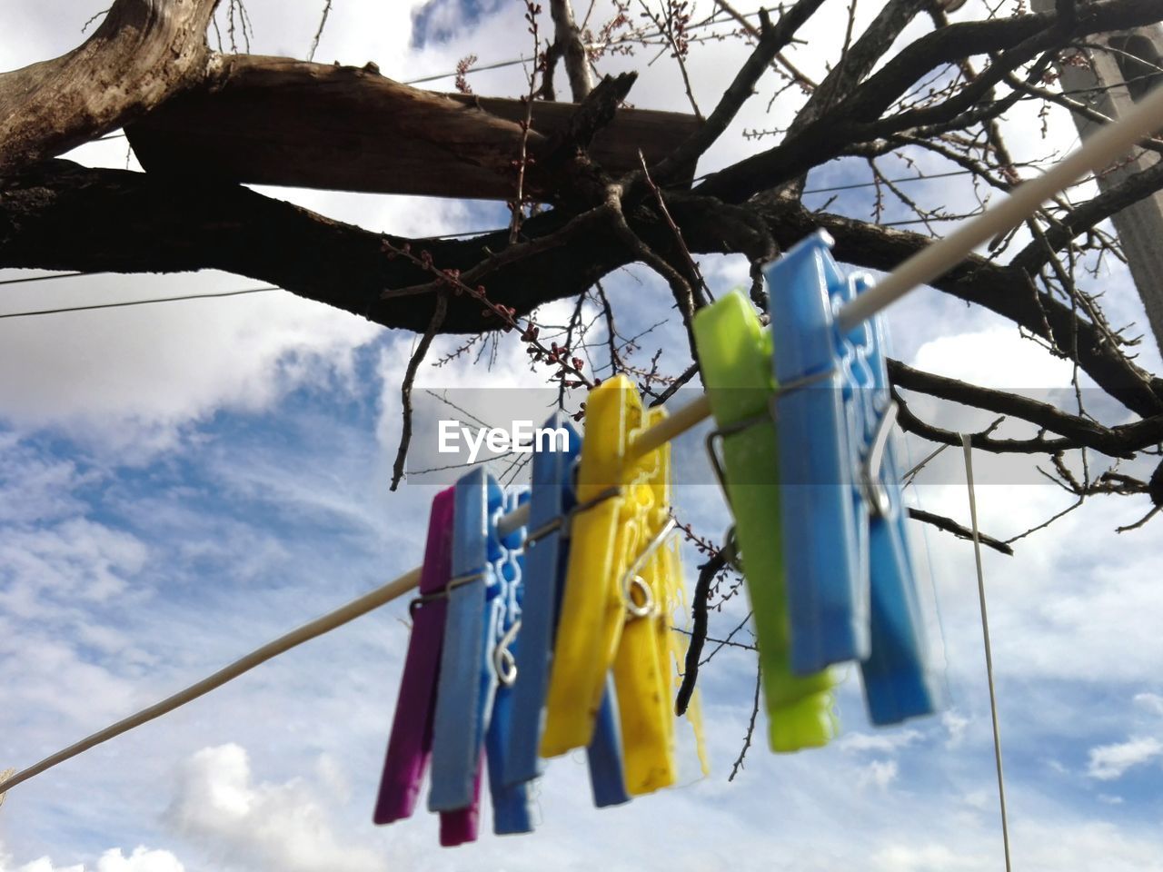 LOW ANGLE VIEW OF CLOTHESPINS HANGING ON TREE