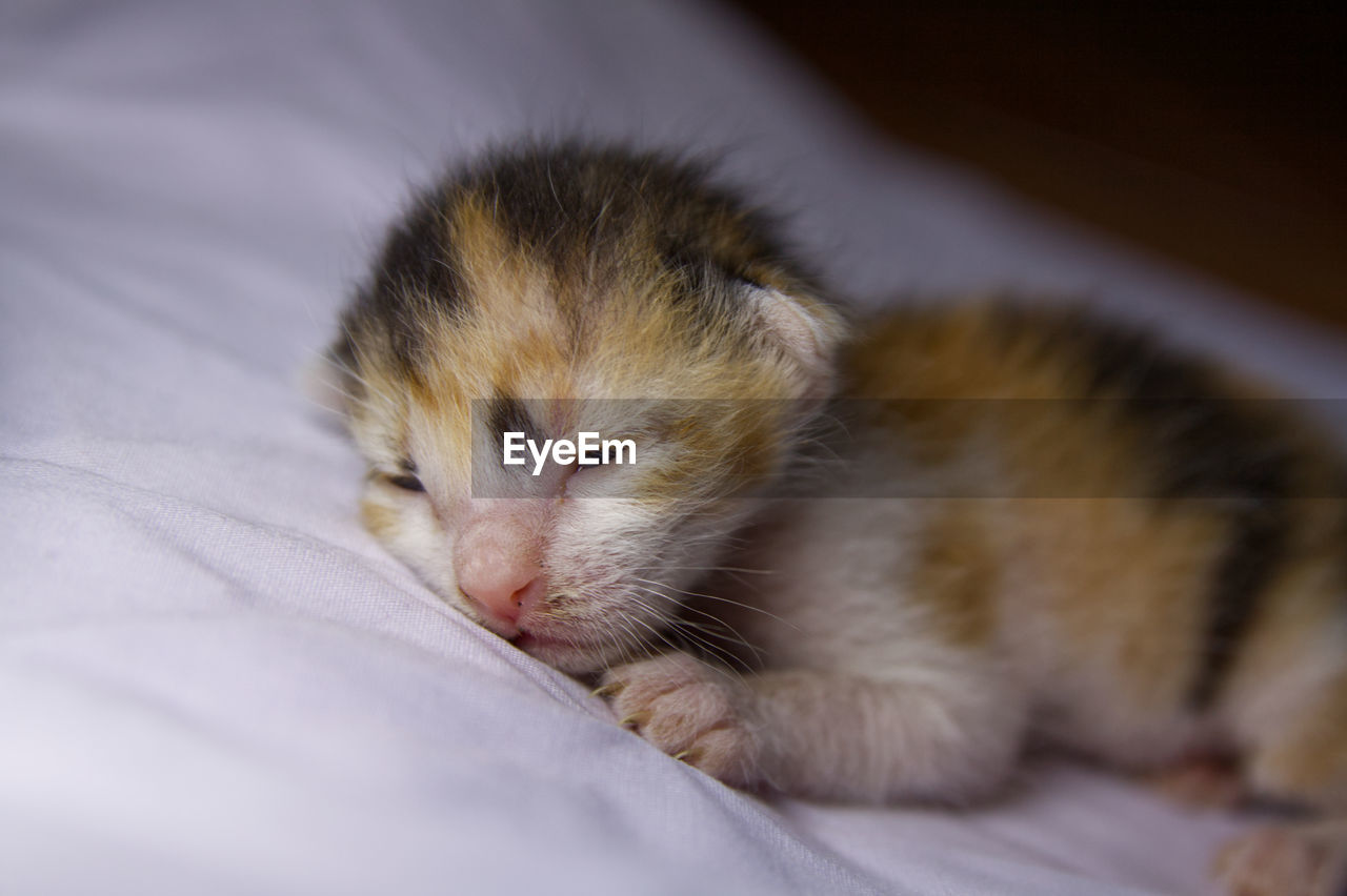 CLOSE-UP OF KITTEN RELAXING IN BED