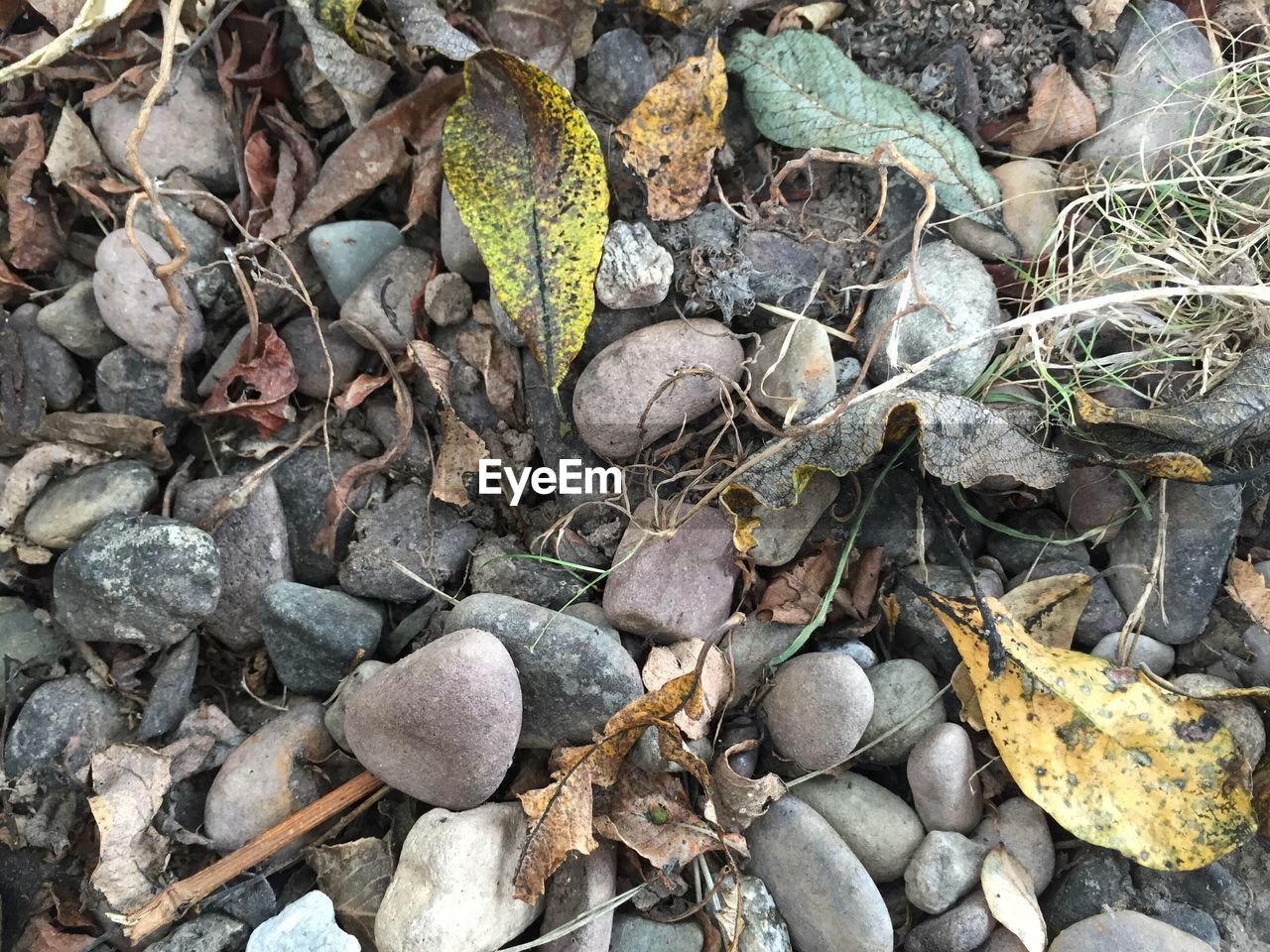 High angle view of pebbles and leaves on field