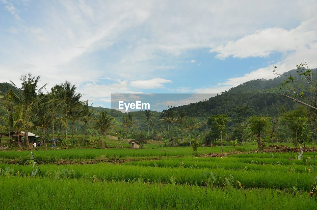 SCENIC VIEW OF FARMS AGAINST SKY