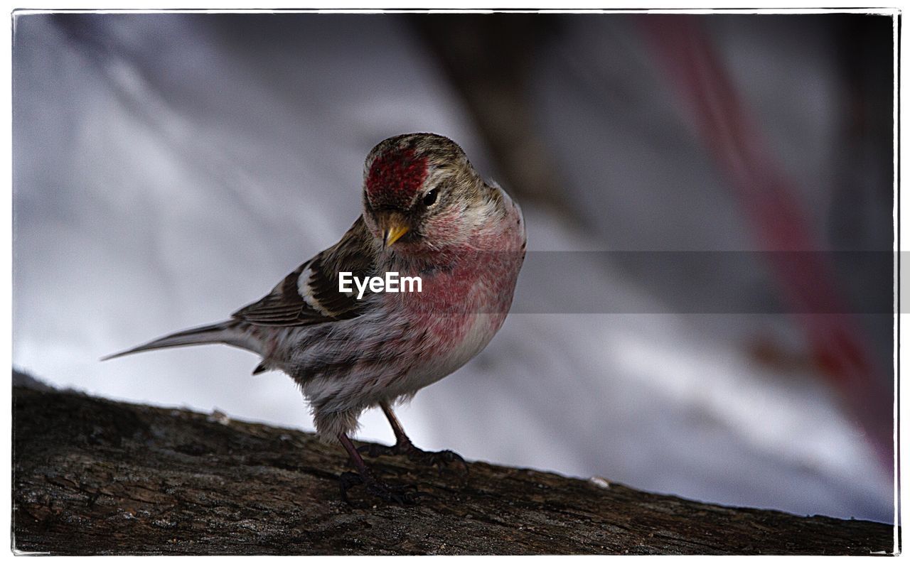 CLOSE-UP OF BIRD PERCHING ON WOOD