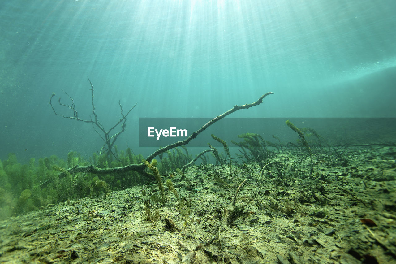 Underwater view of plitvice lakes, croatia