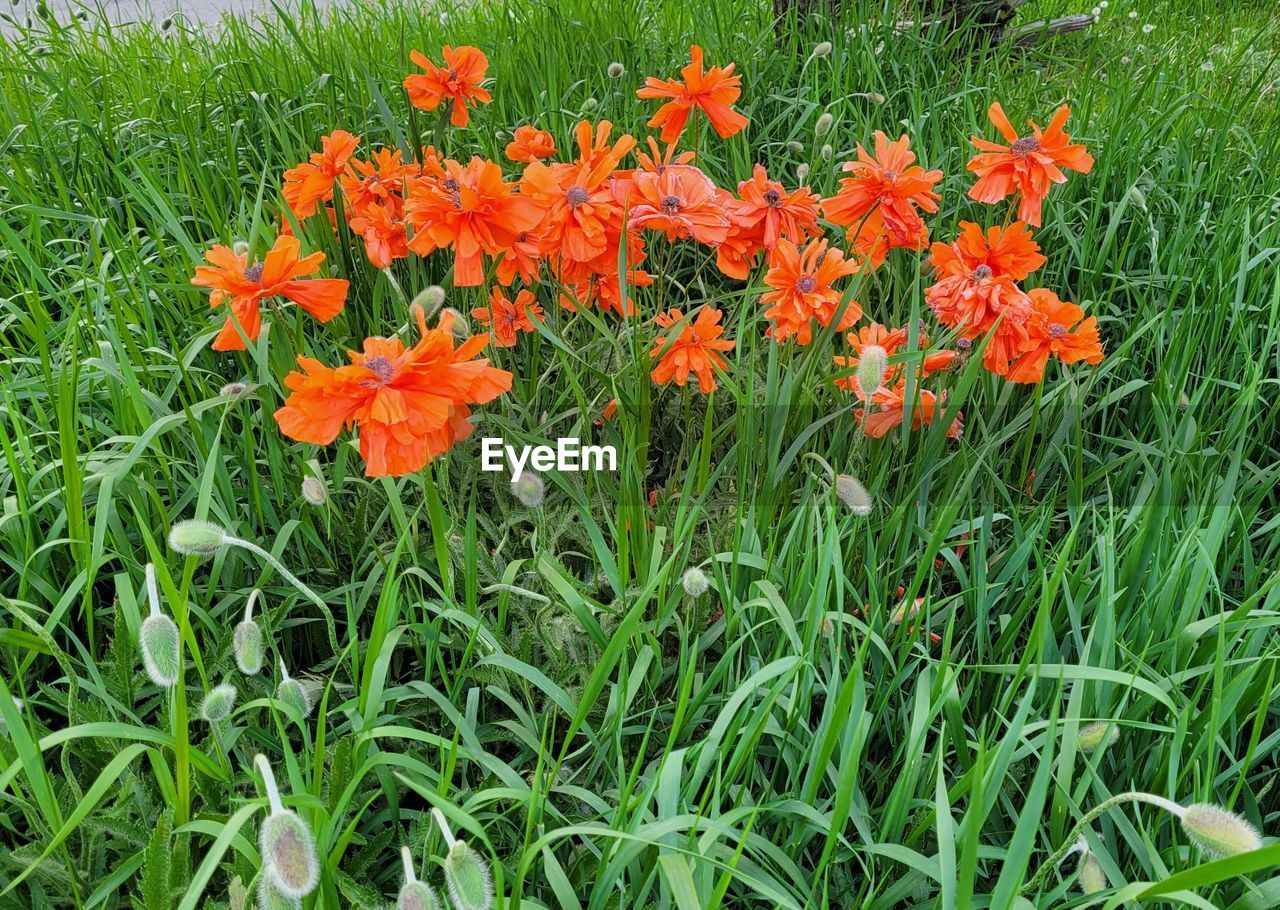 plant, flower, flowering plant, beauty in nature, growth, freshness, fragility, green, nature, orange color, prairie, field, land, grass, petal, no people, flower head, day, meadow, close-up, inflorescence, herb, botany, outdoors, high angle view, lawn, plant part, leaf