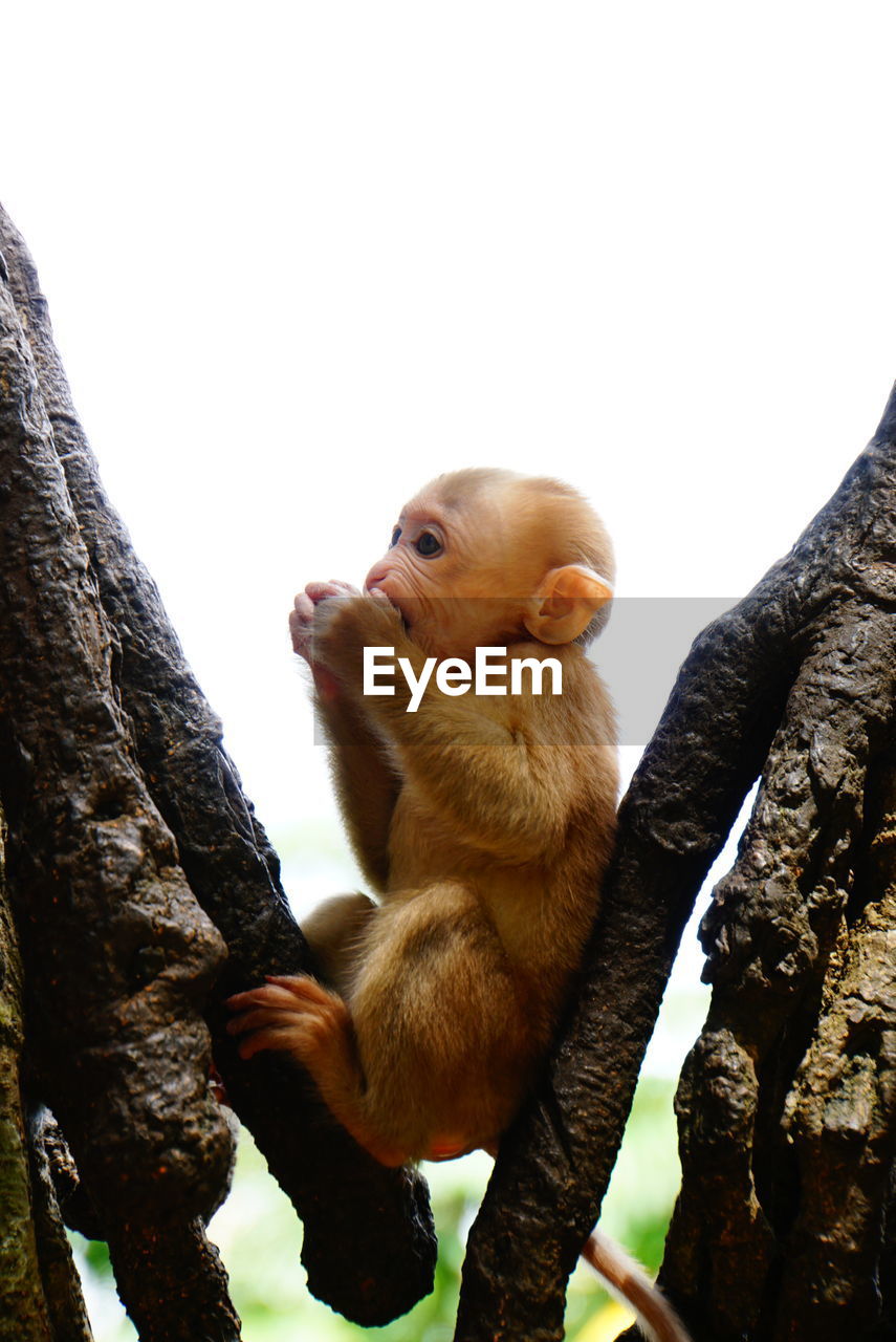 The baby monkey grazing on the fruit between trees against sky