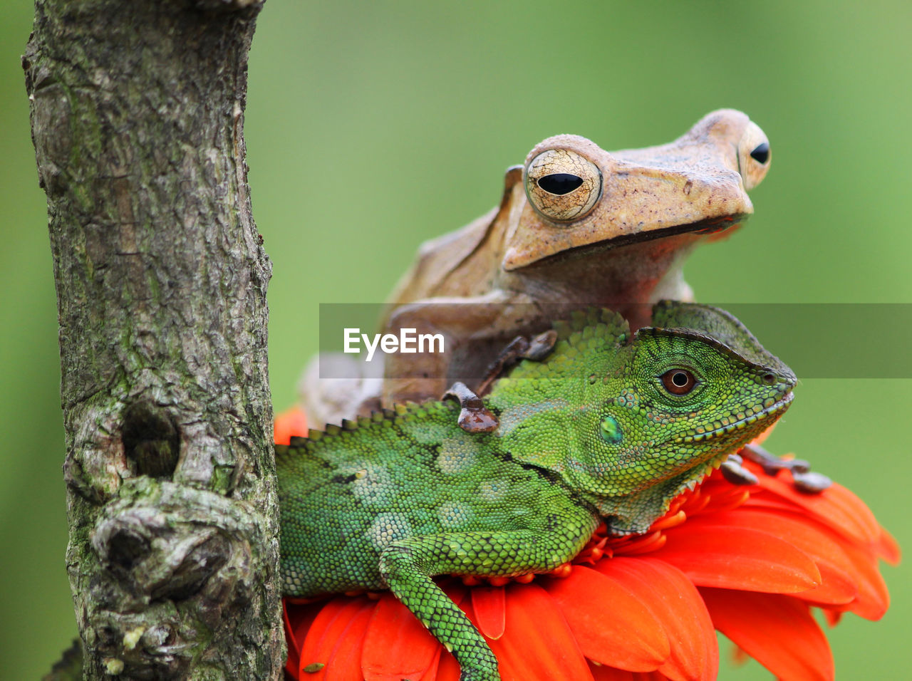 animal themes, animal, animal wildlife, tree, reptile, one animal, wildlife, plant, lizard, nature, no people, tree trunk, close-up, green, trunk, focus on foreground, macro photography, animal body part, frog, outdoors, branch, day