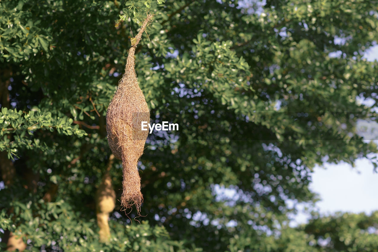 Empty weaver bird nest hanging on branch of tree and green leaves in nature of thailand.