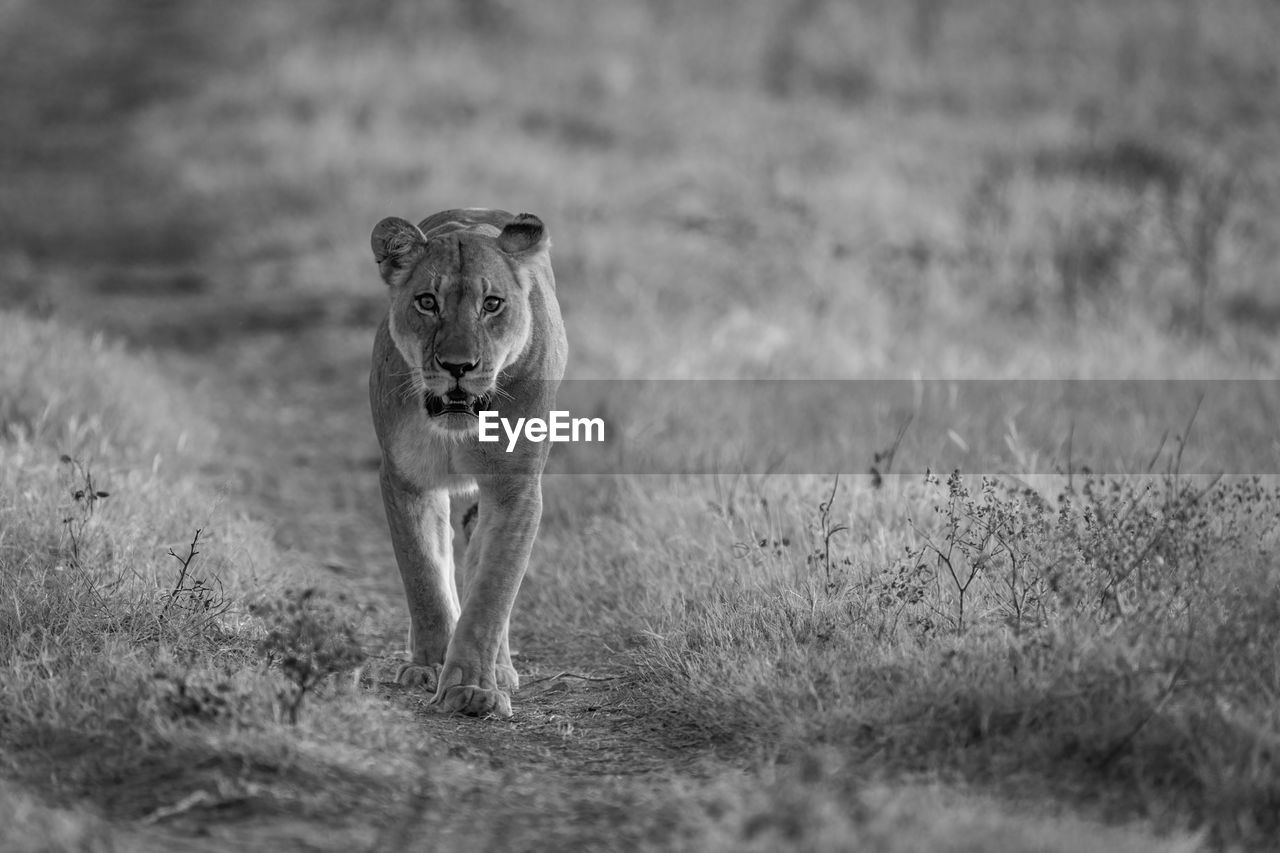 Mono lioness walks towards camera along track