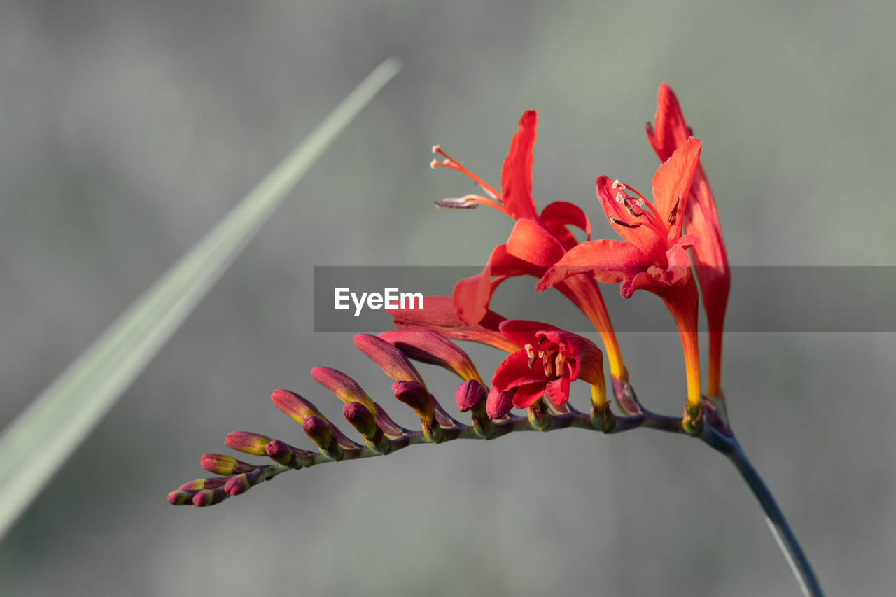 Close up of a valentine flower  in bloom