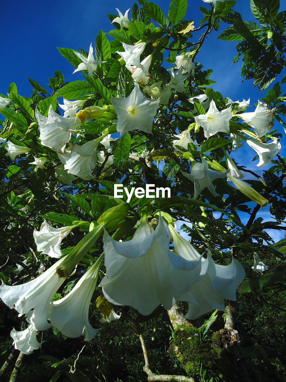 Low angle view of white flowers blooming in park