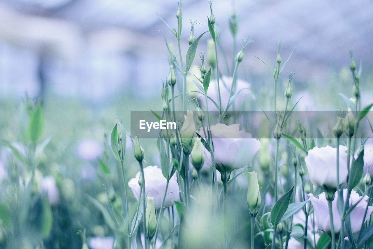 Close-up of purple crocus flowers on field