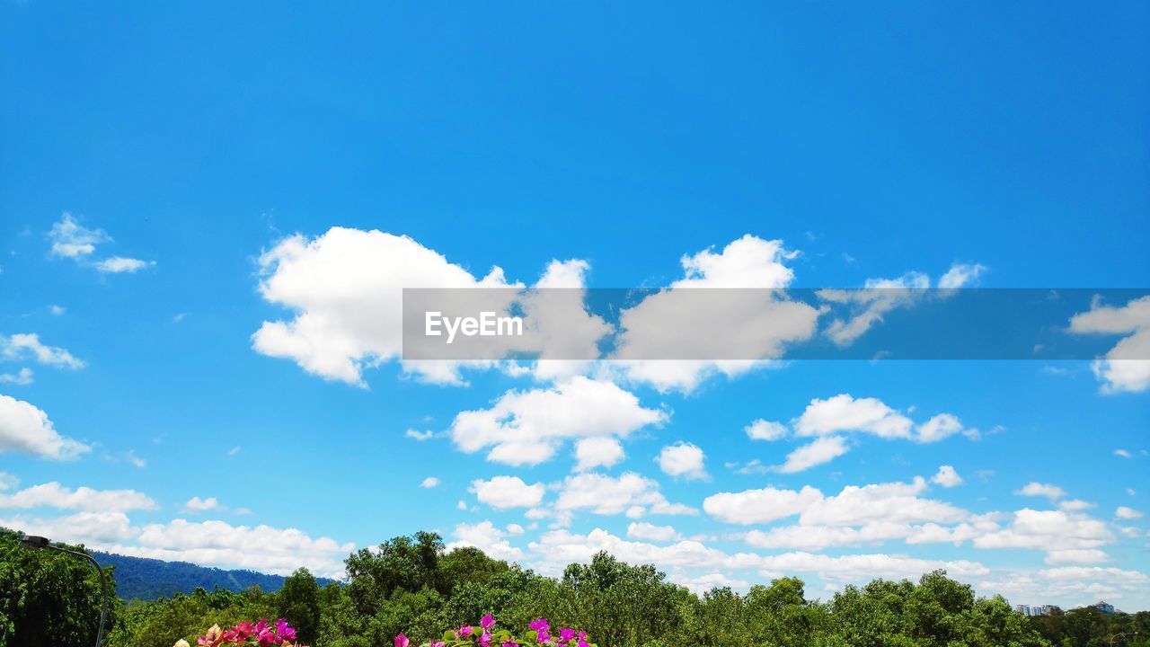 Low angle view of flowering trees against blue sky