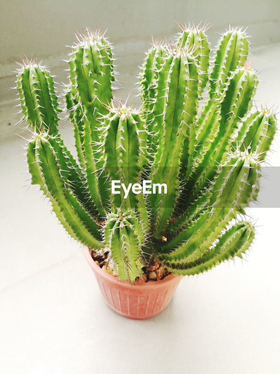 HIGH ANGLE VIEW OF POTTED PLANT ON CACTUS