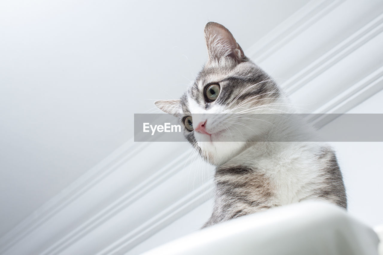 Close-up of a cat looking away