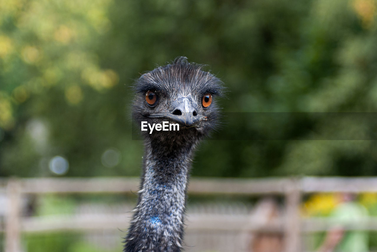 CLOSE-UP OF A BIRD