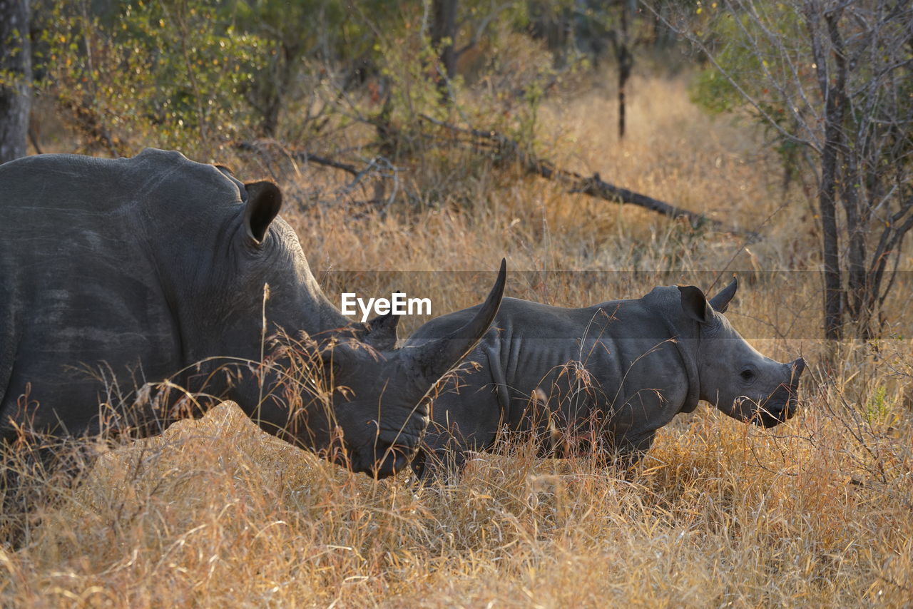 Side view of rhinozeros with baby on field