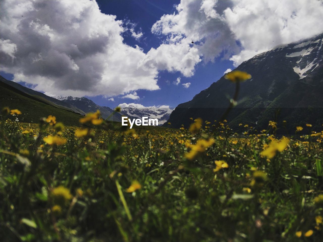 SCENIC VIEW OF FLOWERING FIELD AGAINST SKY