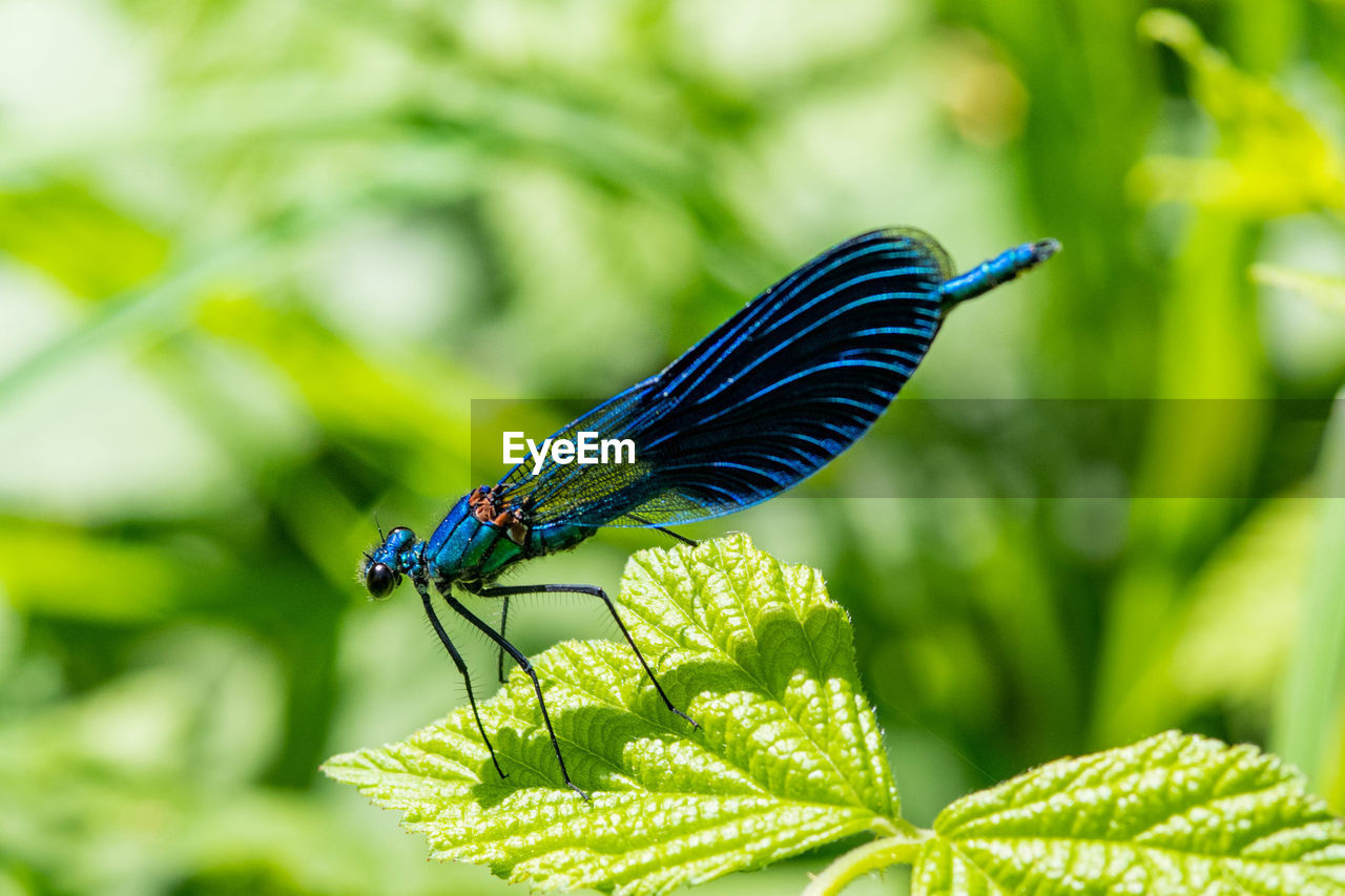 BUTTERFLY ON LEAF