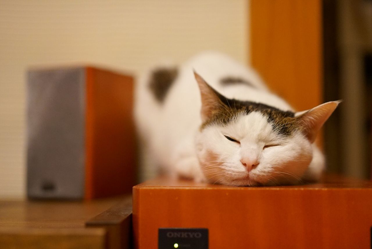 CLOSE-UP OF CAT SLEEPING ON HOME