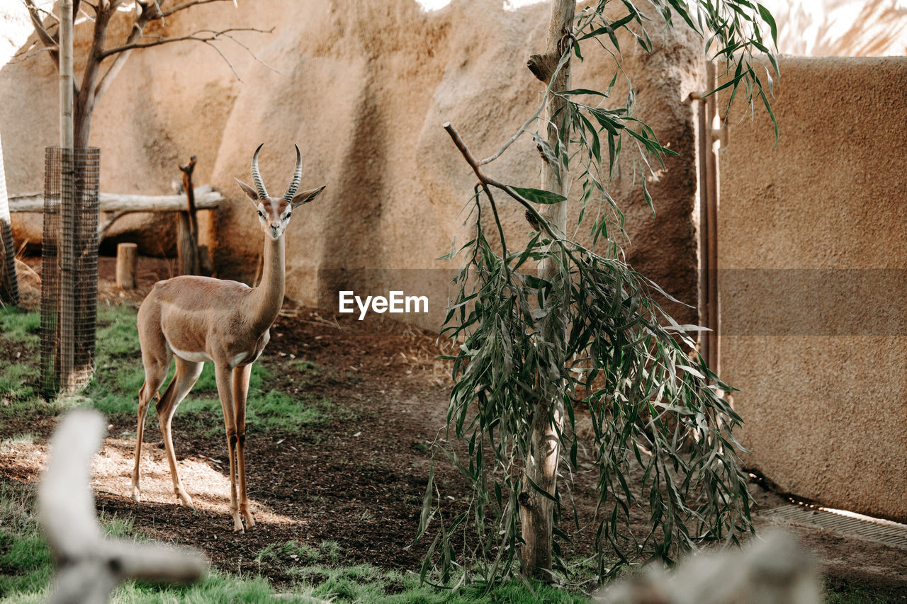 Antelope kudu close up