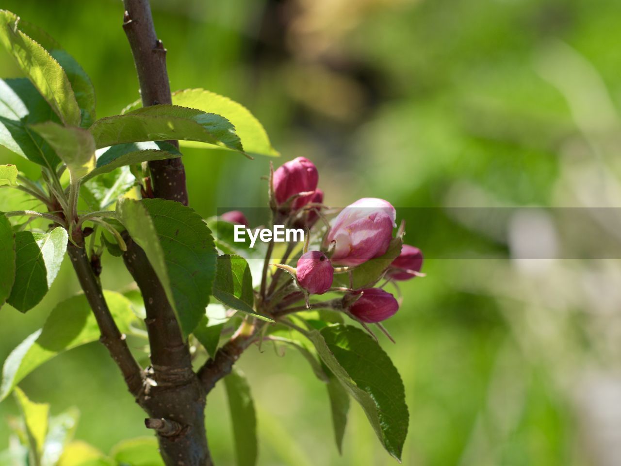 Close-up of pink flowers blooming outdoors