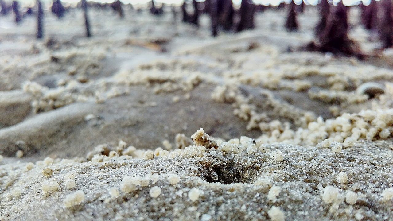 Close-up of crab holes at beach