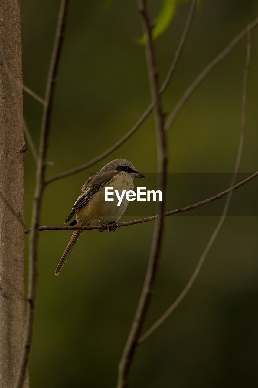 CLOSE-UP OF BIRD PERCHING ON PLANT