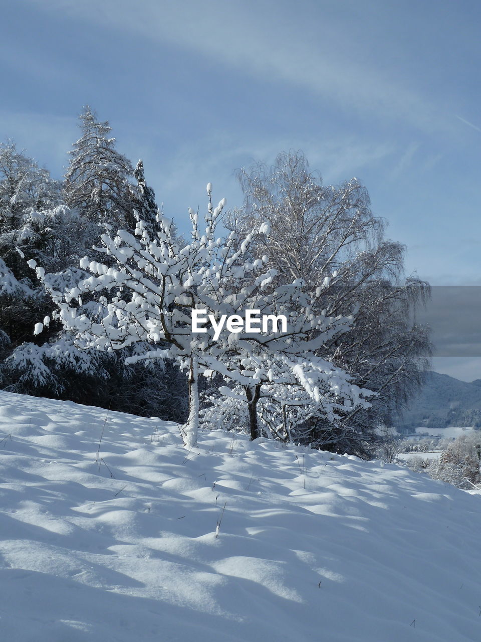 SNOW COVERED TREES AGAINST SKY