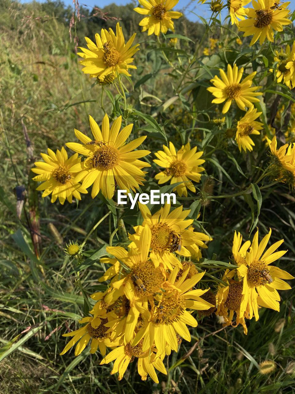 CLOSE-UP OF YELLOW FLOWERING PLANT ON FIELD