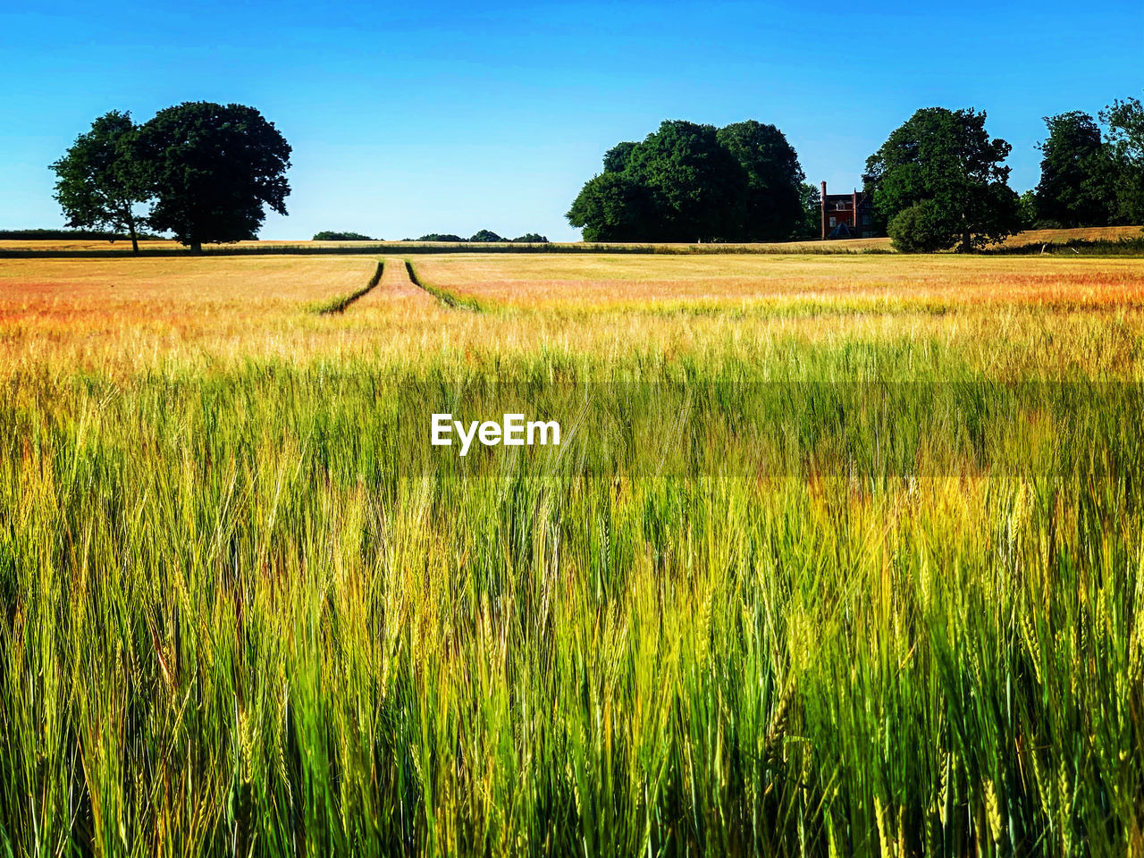 SCENIC VIEW OF AGRICULTURAL FIELD