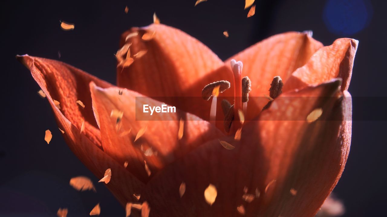 close-up of orange flower