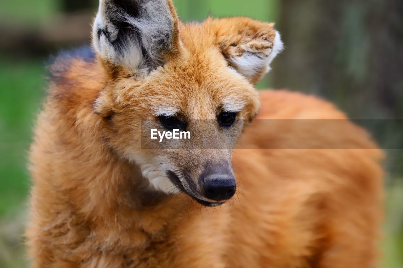 Close-up of maned wolf looking away