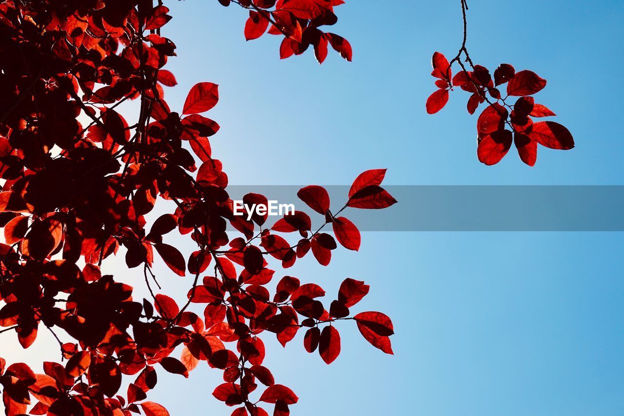 Red tree leaves in springtime