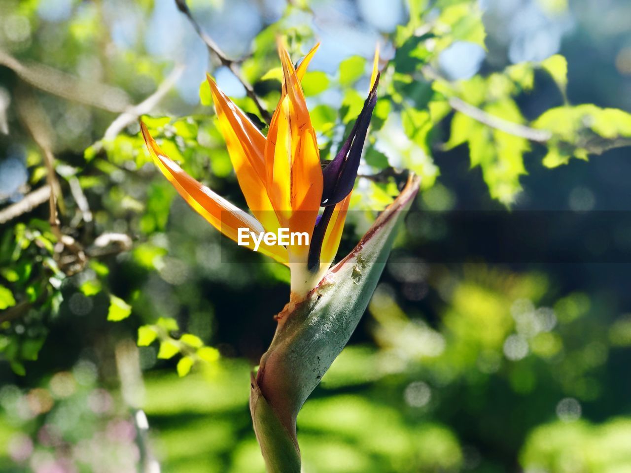 CLOSE-UP OF FLOWERING PLANT