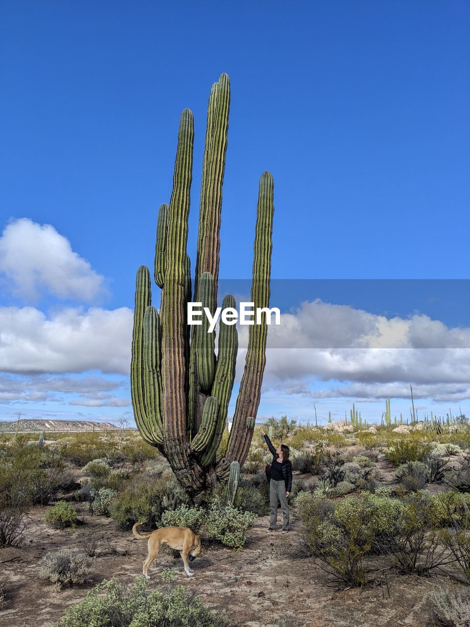 Scenic view of giant mexican cactus against sky