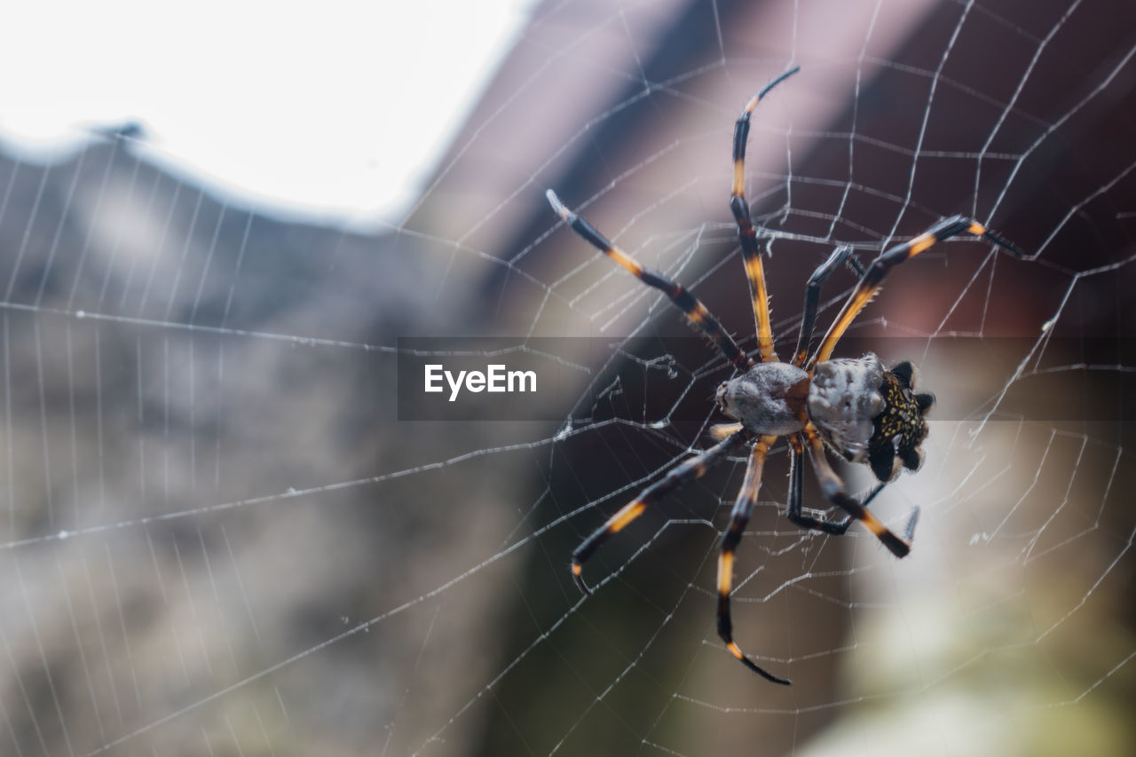 VIEW OF SPIDER WEB