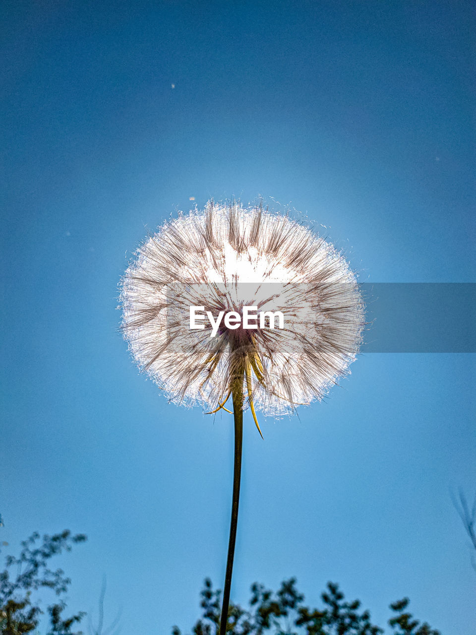 LOW ANGLE VIEW OF DANDELION AGAINST CLEAR BLUE SKY