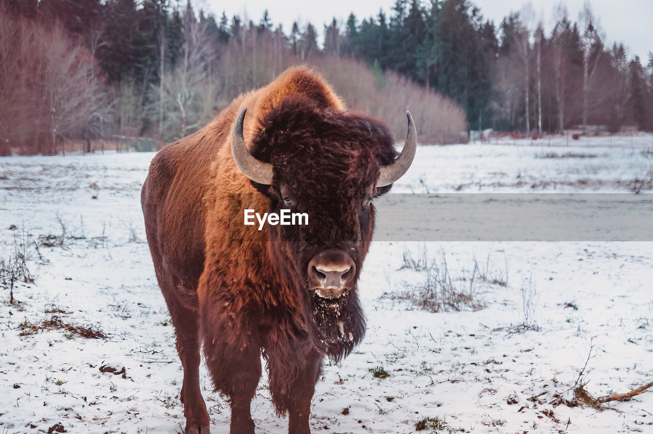 A bison stands on the snow of a winter field with a forest on the background, frontal view