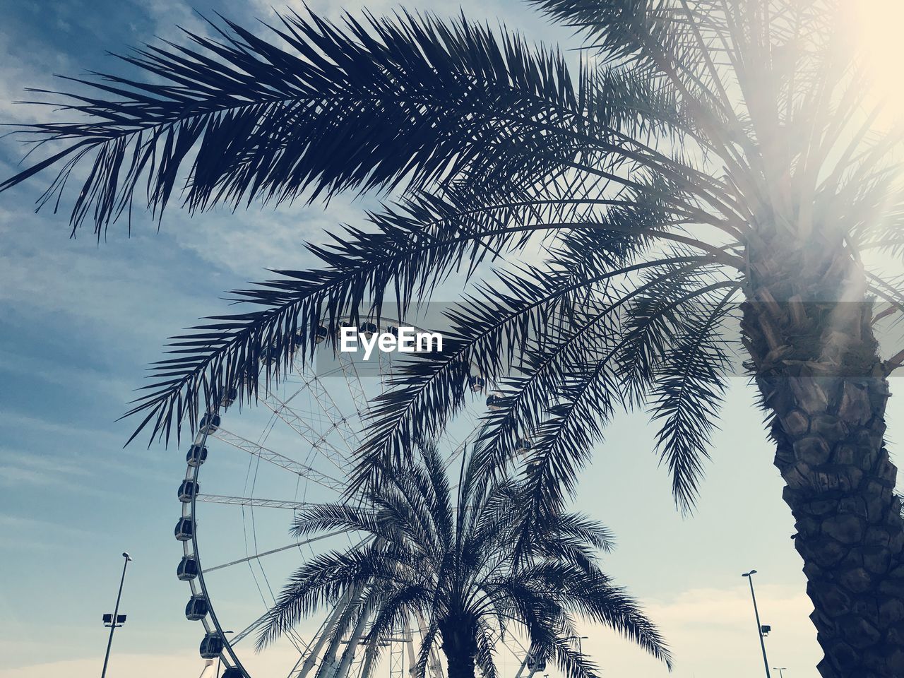 LOW ANGLE VIEW OF COCONUT PALM TREE AGAINST SKY