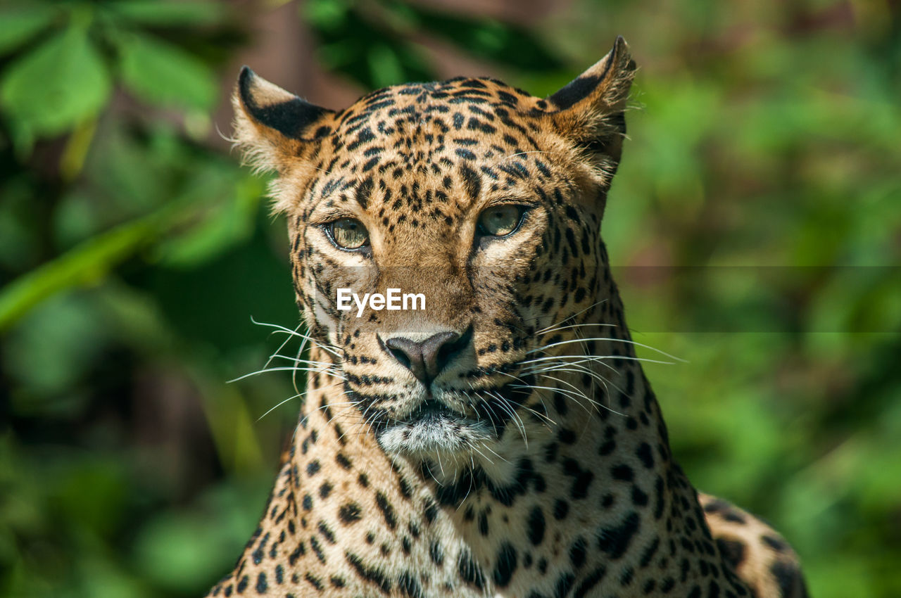 CLOSE-UP OF A TIGER