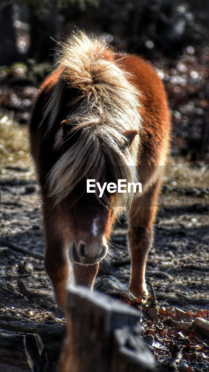 View of a horse on field