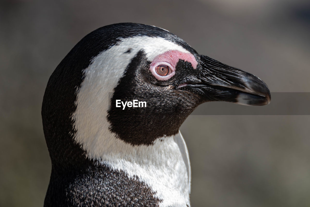 Close-up of penguin looking away
