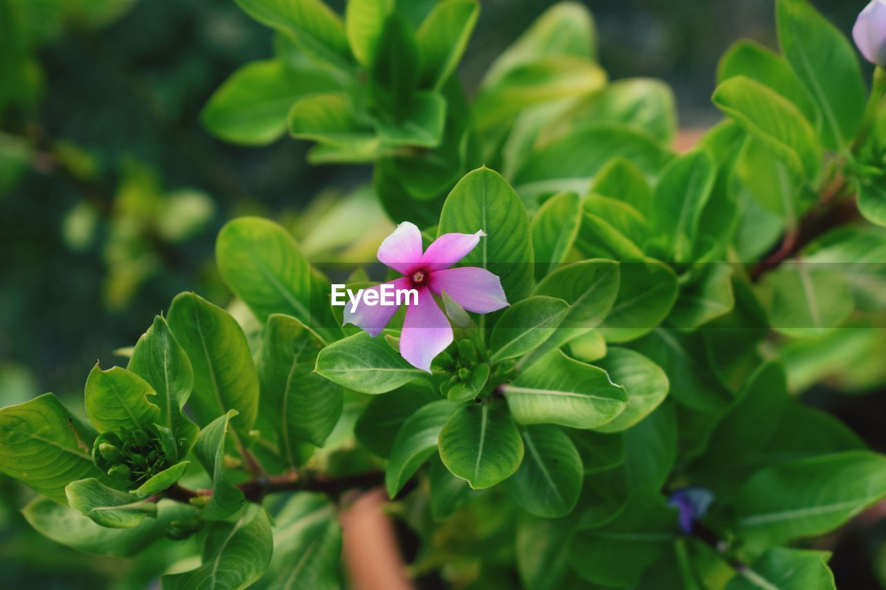 Close-up of pink flower blooming outdoors