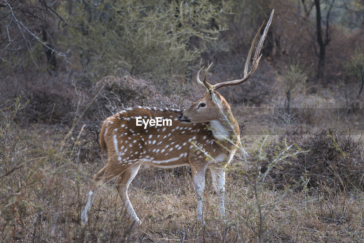 VIEW OF DEER ON FIELD