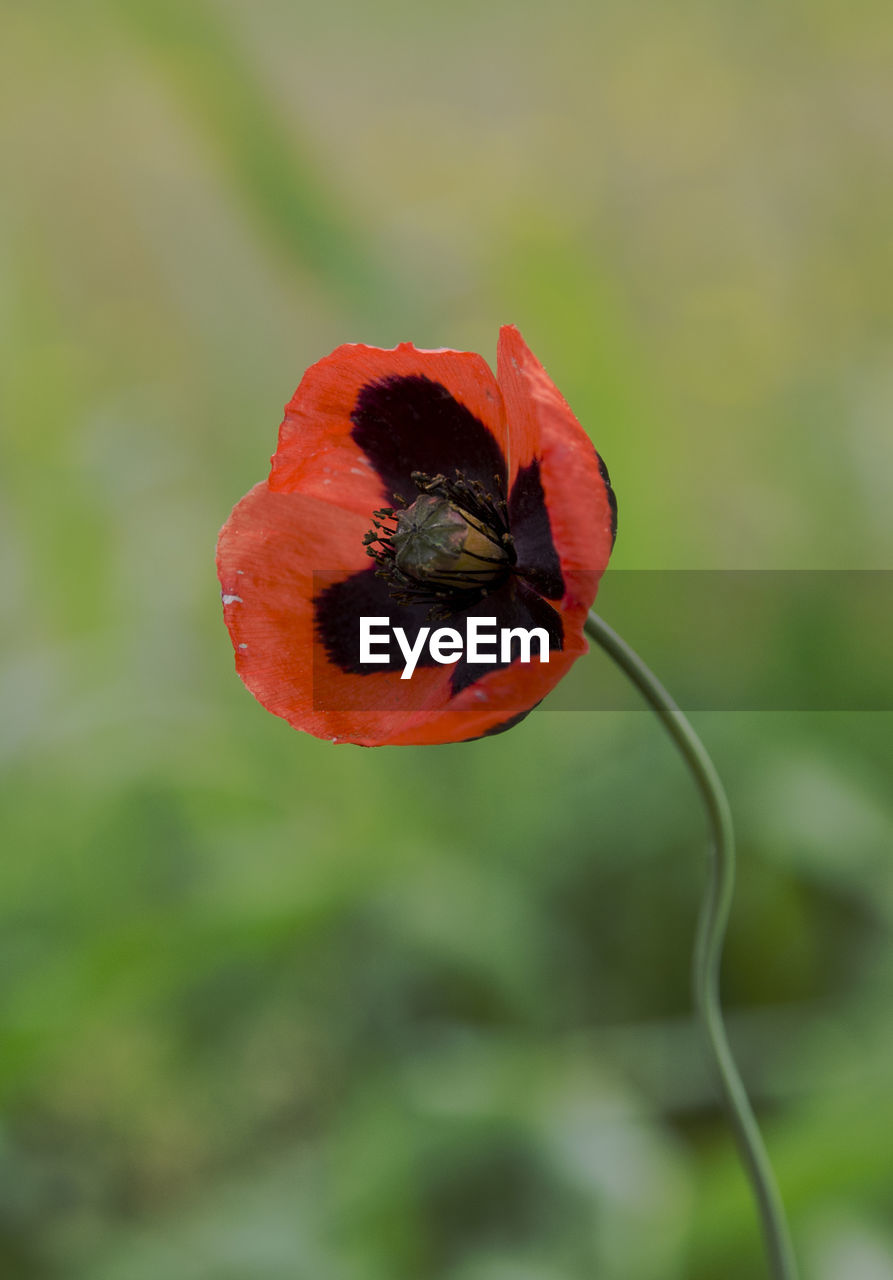 CLOSE-UP OF RED POPPY FLOWER ON PLANT