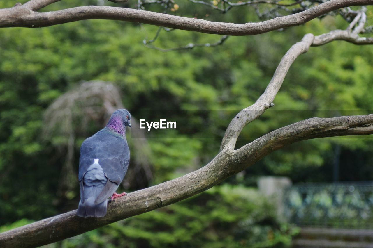 BIRD PERCHING ON TREE BRANCH AGAINST BLUE SKY